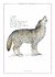 Inventario ilustrado de Animales con cola en internet