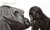 Contar leones - comprar online