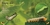 Seed to sunflower - comprar online