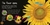 Seed to sunflower en internet