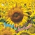 Seed to sunflower