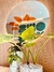 Bruto - buy online