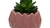 Maceta Huernia