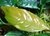 Anubia barterI var. Coffeefolia Kumba na internet