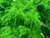 Cristmass Moss - Vesicularia Montagnei na internet