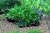 Creeping Moss - Vesicularia sp. - comprar online