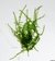 Crescent Moss - Drepanocladus aduncus - comprar online