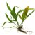 Microsorium sp. coffefolia - comprar online