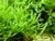 Plagiomnium affine - Pearl Moss