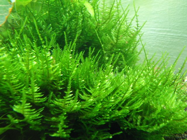 Spiky Moss - Taxiphyllum sp. - Comprar em Aqualeaf