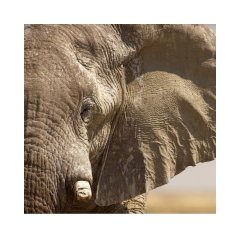 ELEFANTE - comprar online