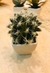 MINI CACTUS - comprar online