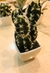 MINI CACTUS en internet