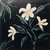 CUADRO WHITE FLOWERS