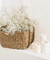 Gypsophilas