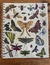 Cuaderno Liverpool Bichos y Mariposas